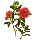 Native NZ Flower Essence